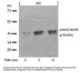 Phospho-MAPK3 (Thr202) Antibody
