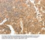 PTPRE Antibody