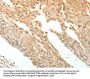 PTPRE Antibody