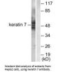 KRT7 Antibody
