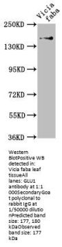 GLU1 Antibody