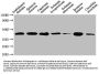 HPR Antibody