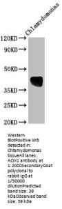 AOX1 Antibody