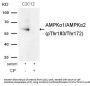 Phospho-PRKAA1/PRKAA2 (Thr183/Thr172) Antibody