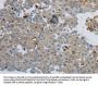 Rabbit anti-human CKMT1A/CKMT1B polyclonal antibody