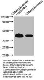 RB38 Antibody
