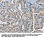 RAD51 Antibody