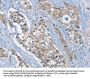 RAD51 Antibody
