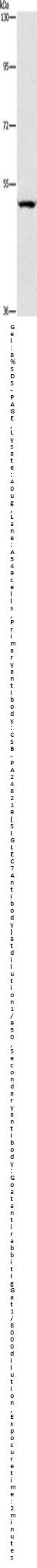 SIGLEC7 Antibody