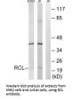 DNPH1 Antibody
