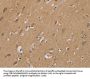 RAD51 Antibody