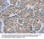 RAD51 Antibody