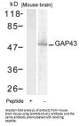 GAP43 (Ab-41) Antibody