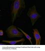 GAP43 (Ab-41) Antibody