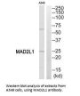 MAD2L1 Antibody