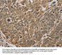 MYL3 Antibody