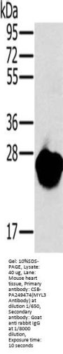 MYL3 Antibody