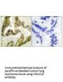 HDAC10 Antibody