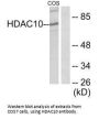 HDAC10 Antibody