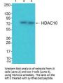 HDAC10 Antibody
