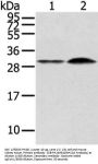 RASD2 Antibody