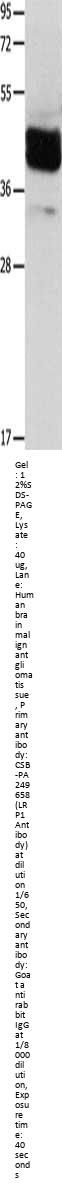 LRP1 Antibody