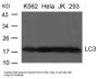 MAP1LC3A Antibody