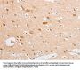 SERPINE2 Antibody
