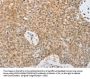 SERPINE2 Antibody