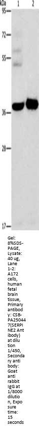 SERPINE2 Antibody
