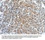 CKAP2 Antibody