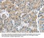IGFBP4 Antibody