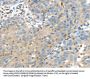 IGFBP4 Antibody