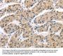TAB1 Antibody