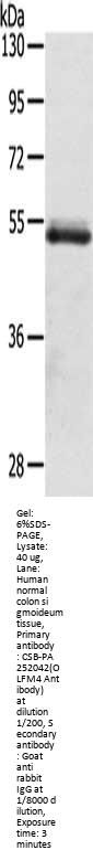 OLFM4 Antibody