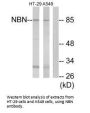 NBN Antibody