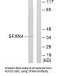 SFXN4 Antibody