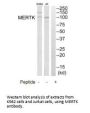 MERTK Antibody