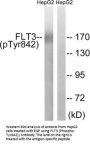 Phospho-FLT3 (Tyr842) Antibody