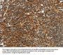 CNNM3 Antibody