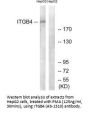 ITGB4 (Ab-1510) Antibody
