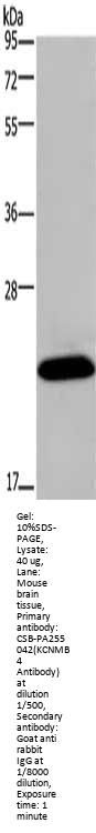KCNMB4 Antibody