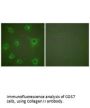 COL2A1 Antibody