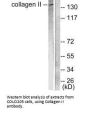 COL2A1 Antibody