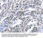 LRP5 Antibody