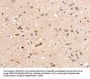 RASGEF1A Antibody