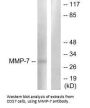 MMP7 Antibody