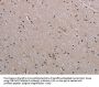 Rabbit anti-human NAIP polyclonal antibody