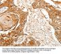 Rabbit anti-human TERT polyclonal antibody