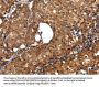 Rabbit anti-human ZBTB2 polyclonal antibody